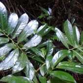 The critically endangered Mountain Procris grows only in Norfolk Island National Park. Credit: Parks Australia