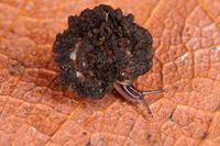 Mud-frilled pinwheel snail (Cryptocharopa exagitans).