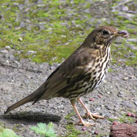 Song thrush. Photo: Tony Willis