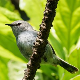 Grey gerygone. Photo: David Cook