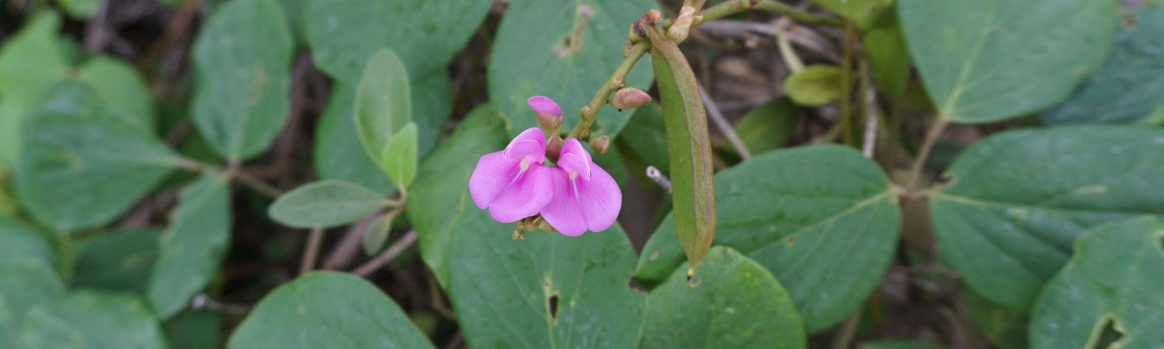 Canavalia rosea