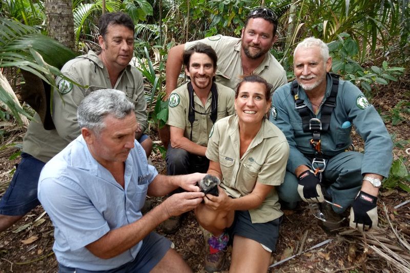 Norfolk Island morepork owl team.