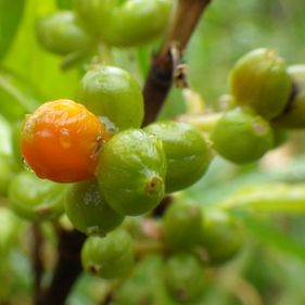 Coastal coprosma 