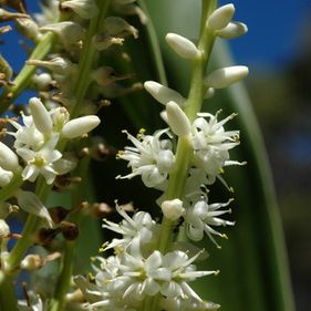 Cordyline 