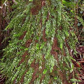 Hanging forkfern