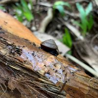 Snails to the rescue.