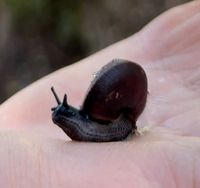 Campbell’s keeled glass-snail (Advena campbellii).