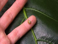 Allenoconcha patescens on a hand.