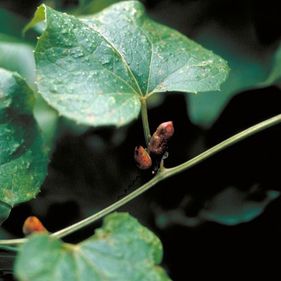 Native cucumber