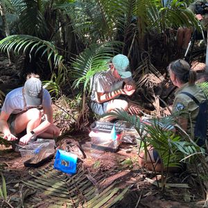 Snail reintroduction