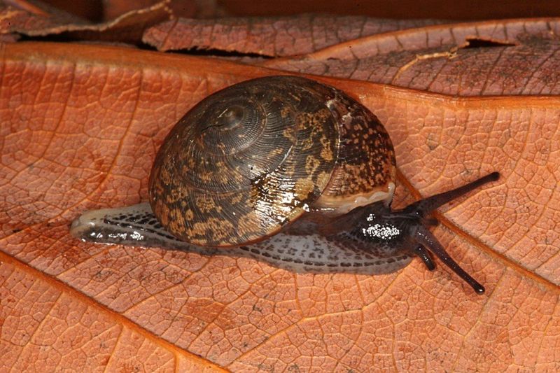 Advena campbellii. Photo: Adnan Moussalli/Museums Victoria.