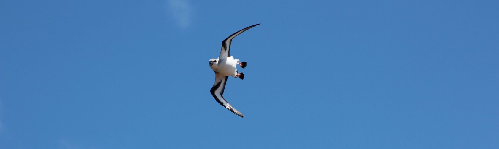 Black petrel