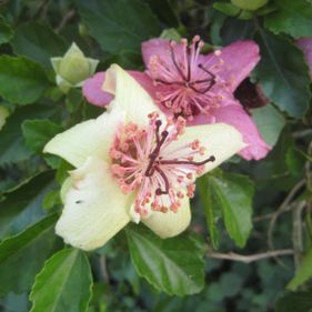 Phillip Island hibiscus 