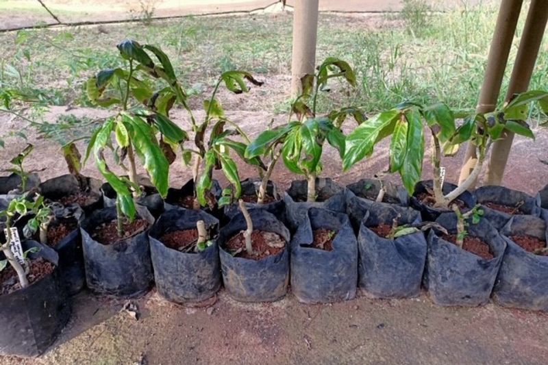 Staff have successfully propagated 20 plants in the Norfolk Island National Park and Botanic Gardens nursery.