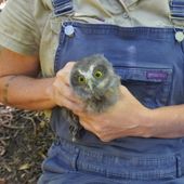 Morepork owl chick