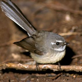 Grey fantail