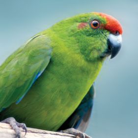 Green parrot